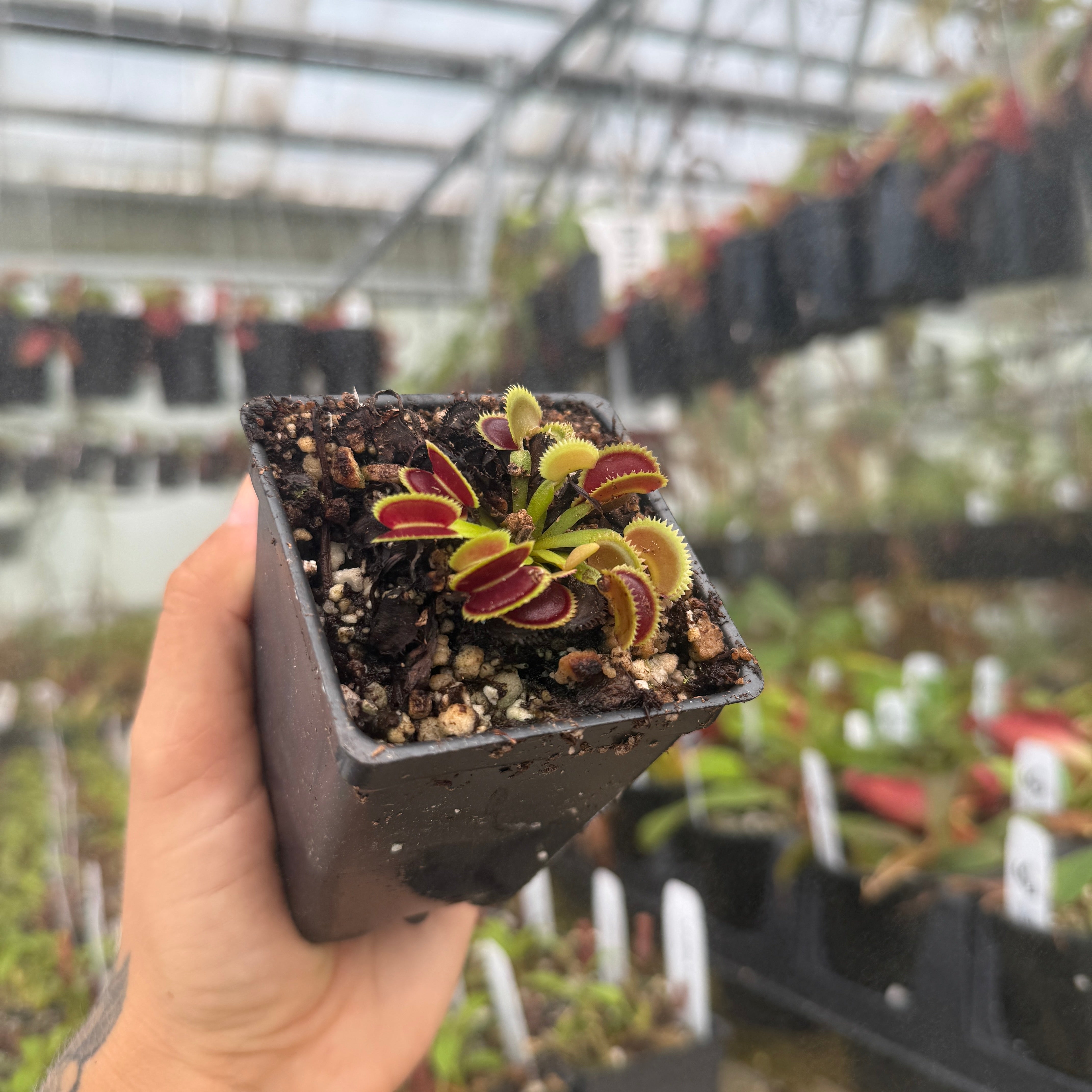 Dionaea muscipula 'Killer Queen', IMP-0128 – Carnivero