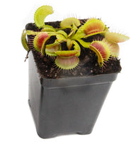 Outdoor Beginner Carnivorous Plant Collection - FREE SHIPPING