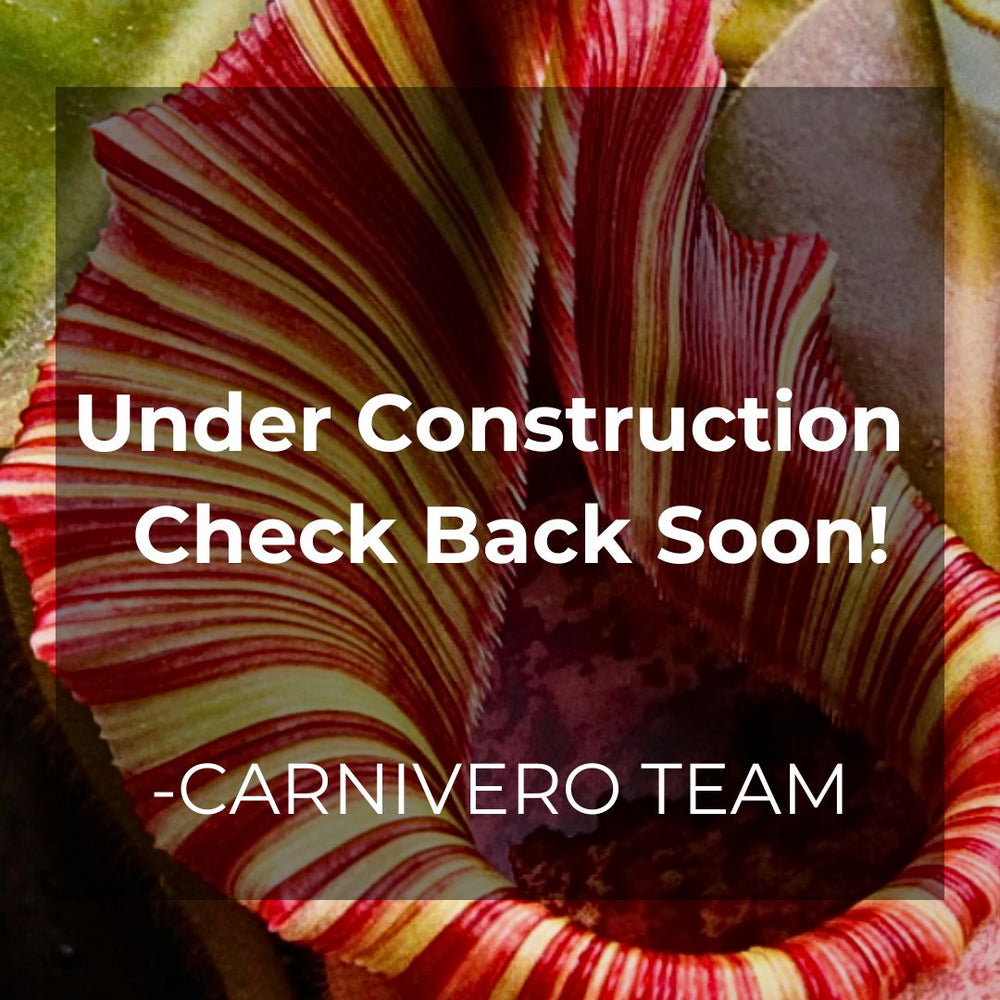 Carnivero