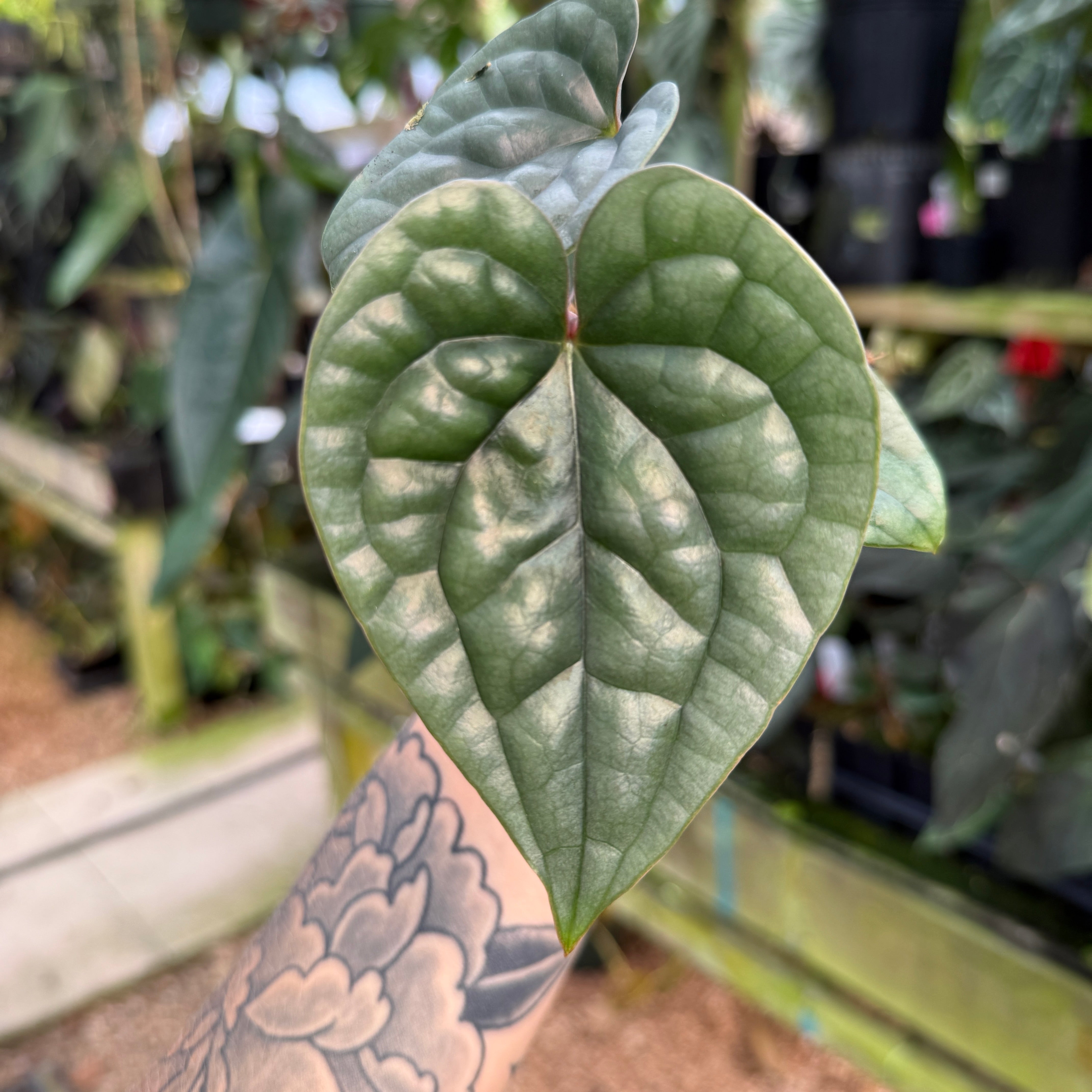 その他観葉植物 anthurium luxurious Anthurium luxurians – Carnivero その他観葉植物