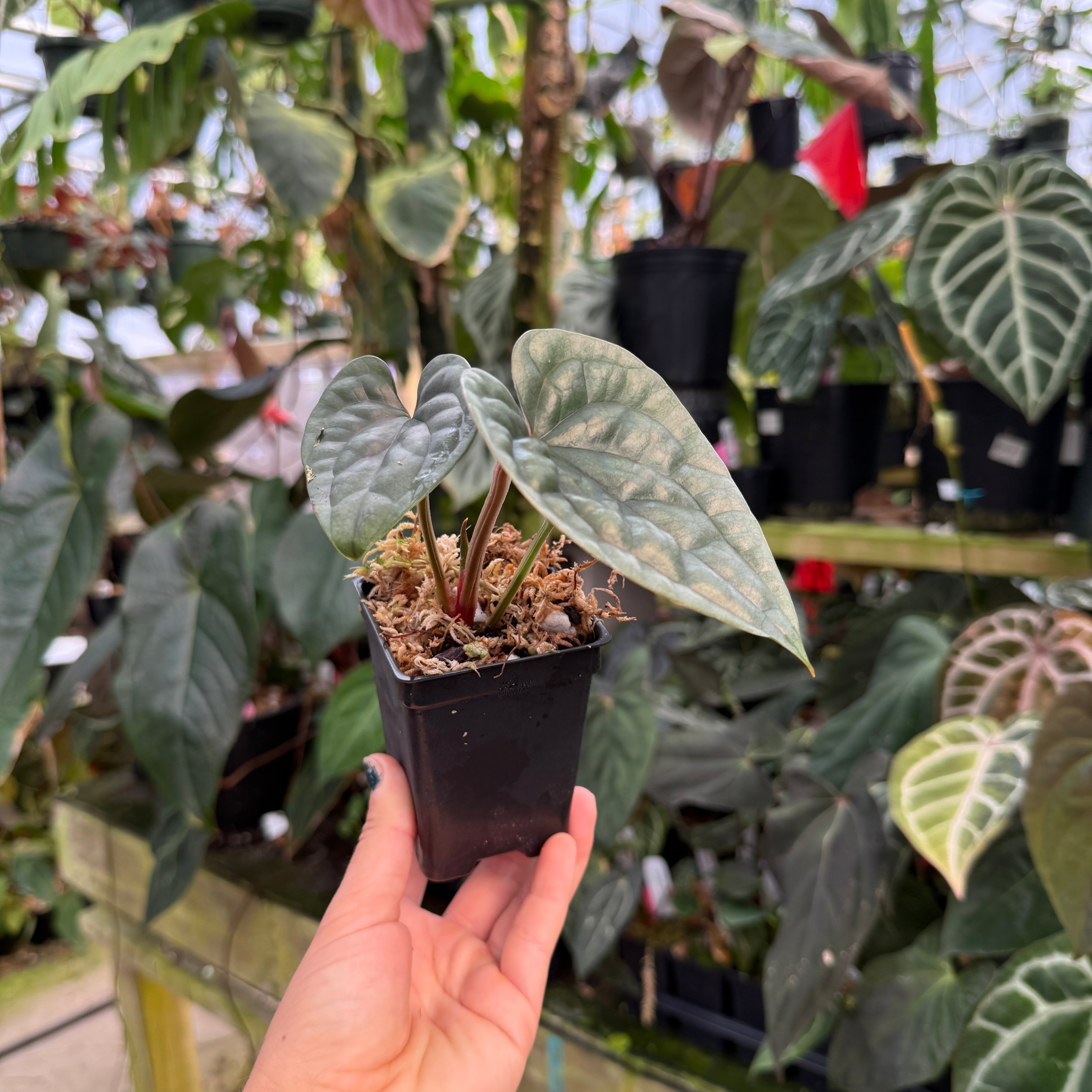 Anthurium luxurians – Carnivero