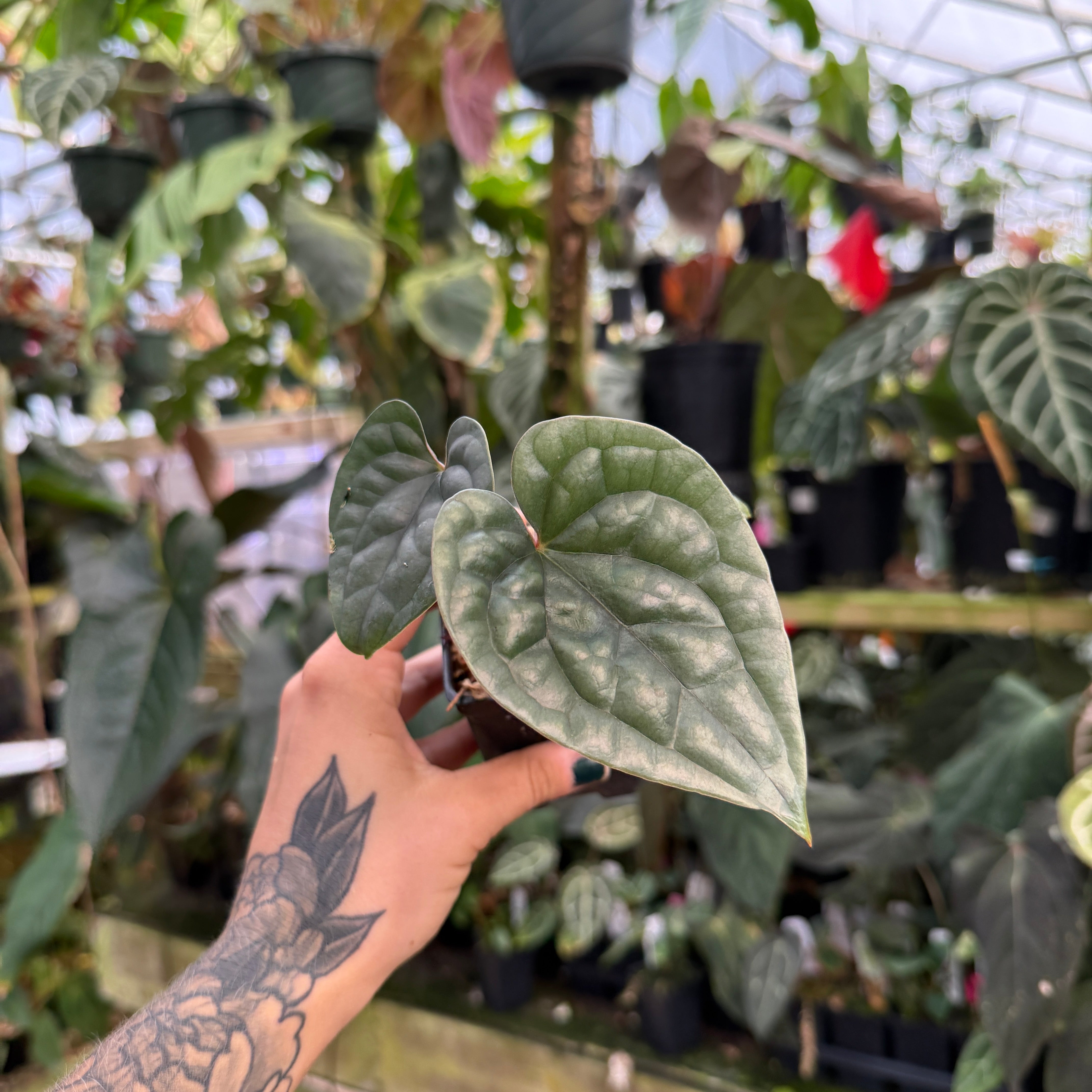 Anthurium luxurians – Carnivero