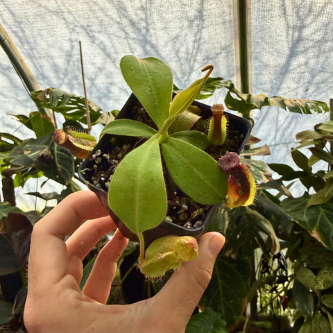 Nepenthes naga x veitchii Candy Dreams carnivorous plant with broad green leaves and a hanging pitcher in a small pot