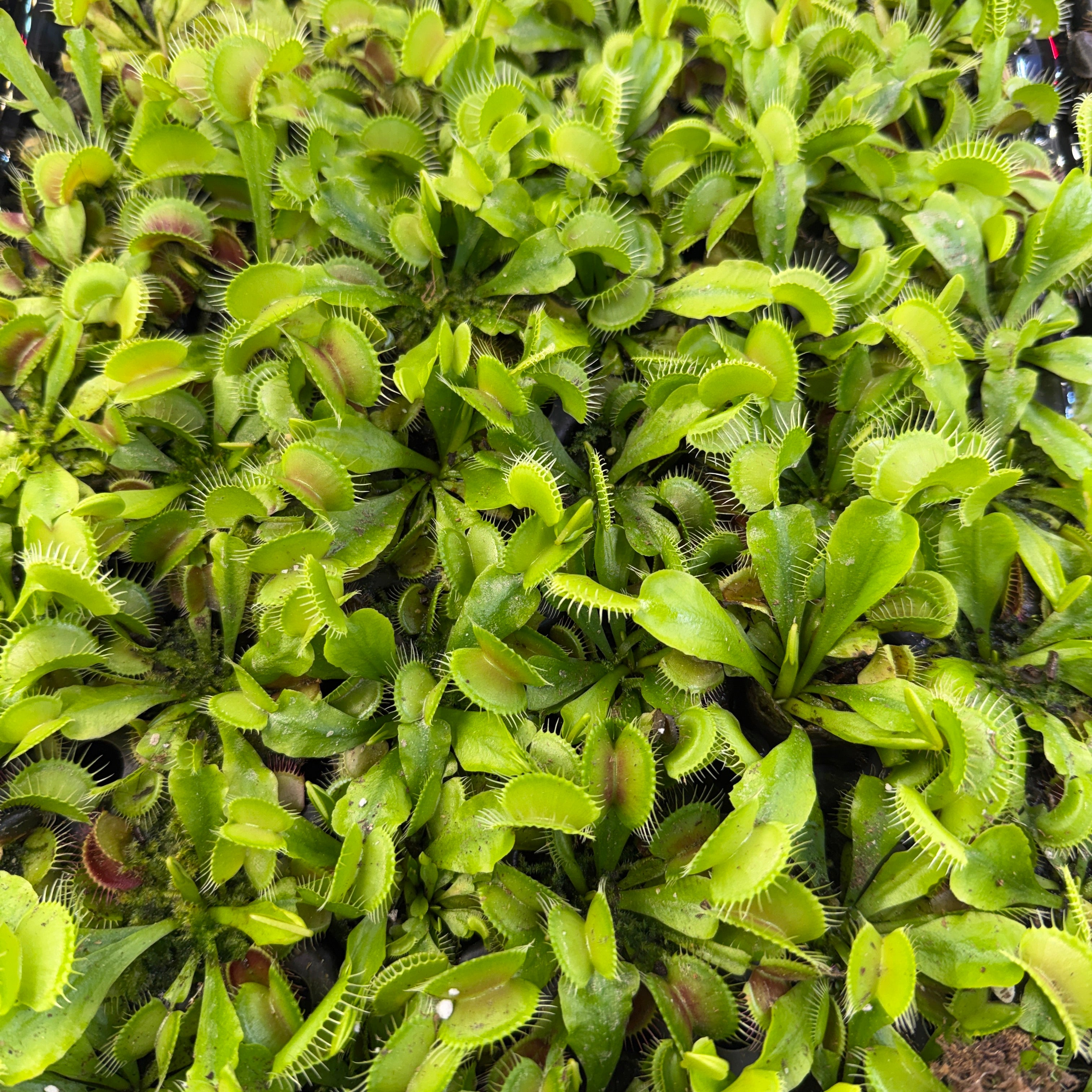 ミュゼプラチナム ミュゼ Dionaea muscipula Mammoth – Carnivero