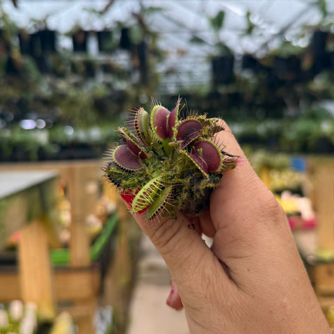 hand holds venus flytrap 