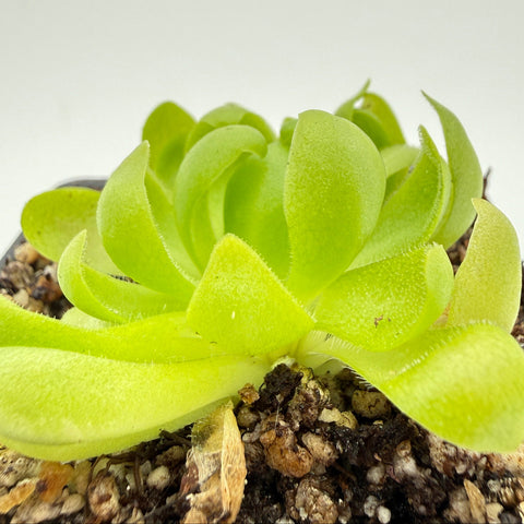 Close-up of a green pinguicula with a blurred white background