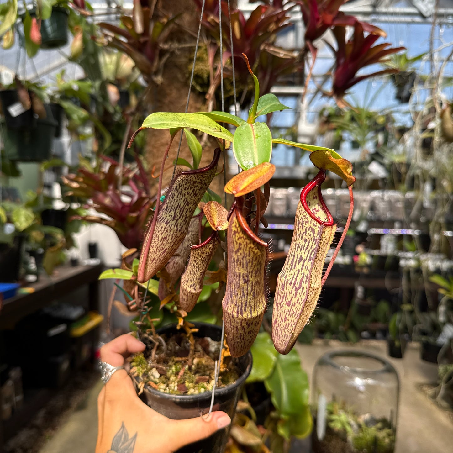 [WH0418] Nepenthes NOID (HL) (L) (Q)