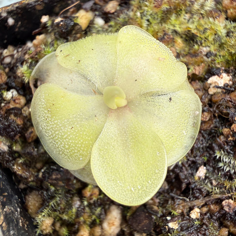 Pinguicula Mei Mei