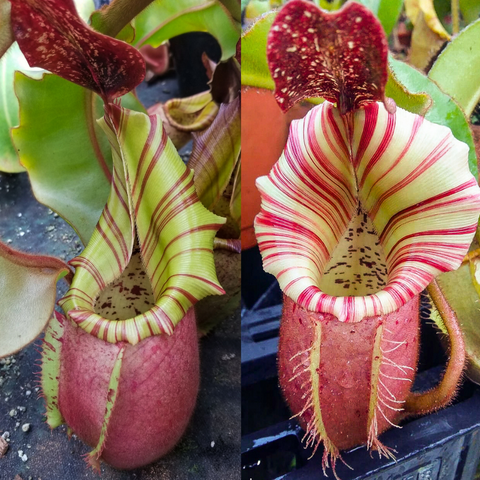 Two Nepenthes veitchii pitchers with red and cream striped bodies displayed side by side