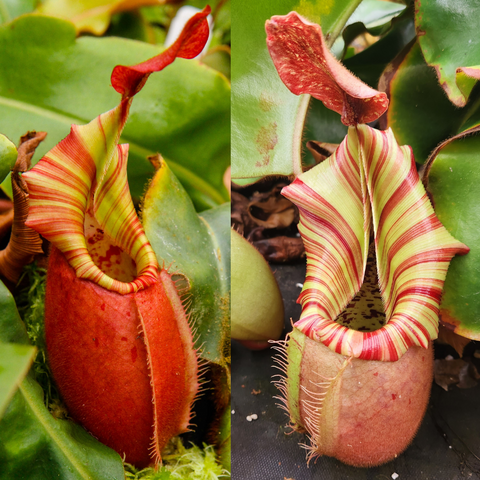 Close-up collage of Nepenthes veitchii cultivar showing striped red and pale green pitchers.