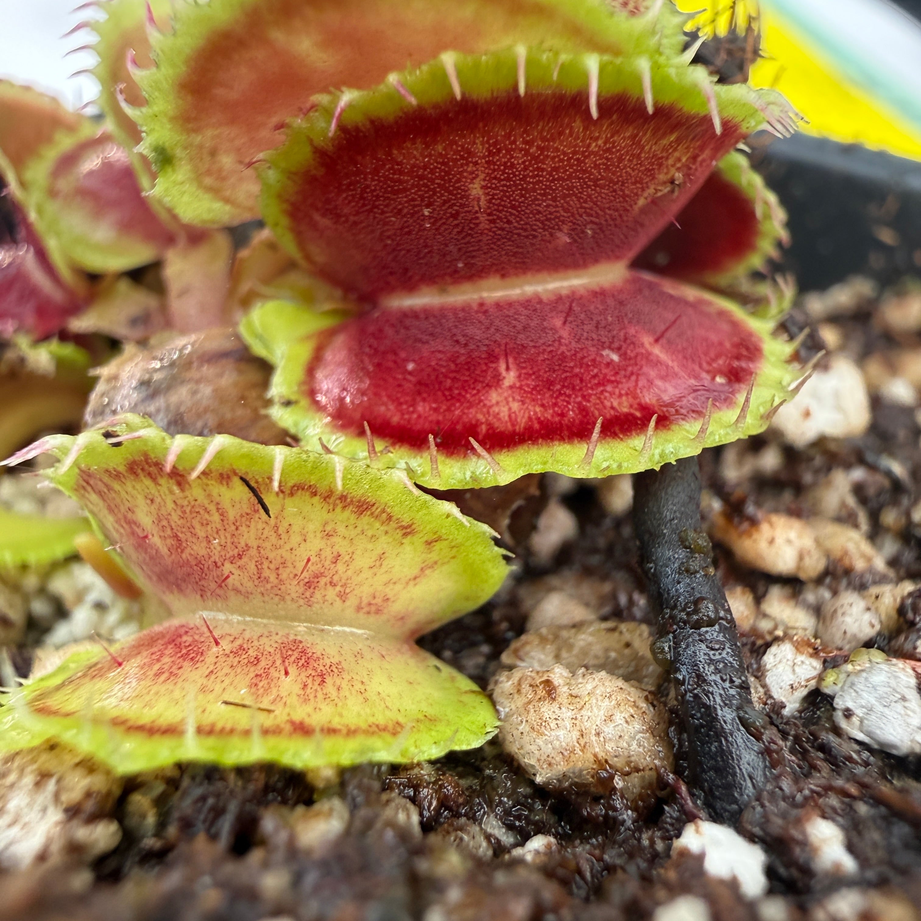 Dionaea muscipula 'Mutant #1', IMP-0049 – Carnivero