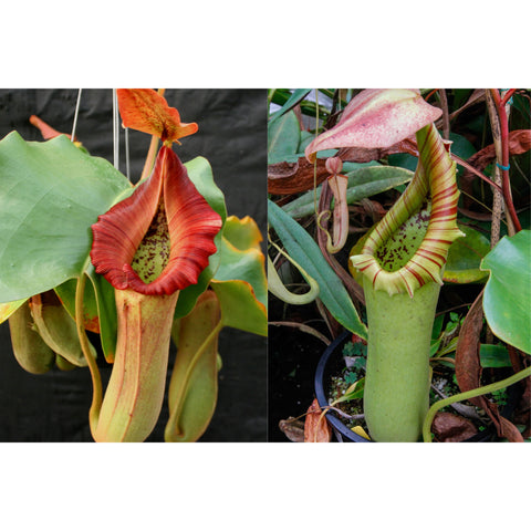 Two Nepenthes seed pods showing color variants left yellow green pitcher with orange rim, right pinkish red pitcher