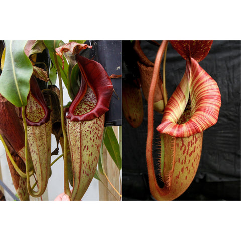 Seed pod of Nepenthes eymae Orange Fade with hanging red rimmed pitchers and speckled bodies