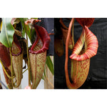Nepenthes eymae x [(Rokko x boschiana) x veitchii "Orange Fade"]