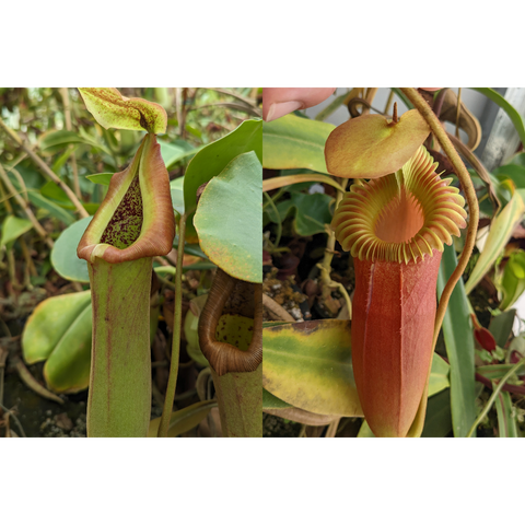 Nepenthes truncata pitcher plant with green and red pitchers shown side by side