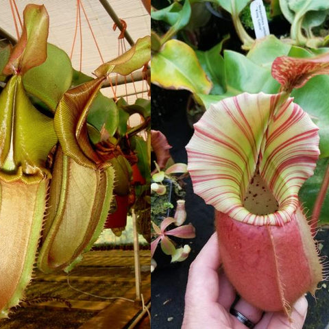 Side by side Nepenthes veitchii pitchers with a green orange body on the left and a pink striped mouth on the right.