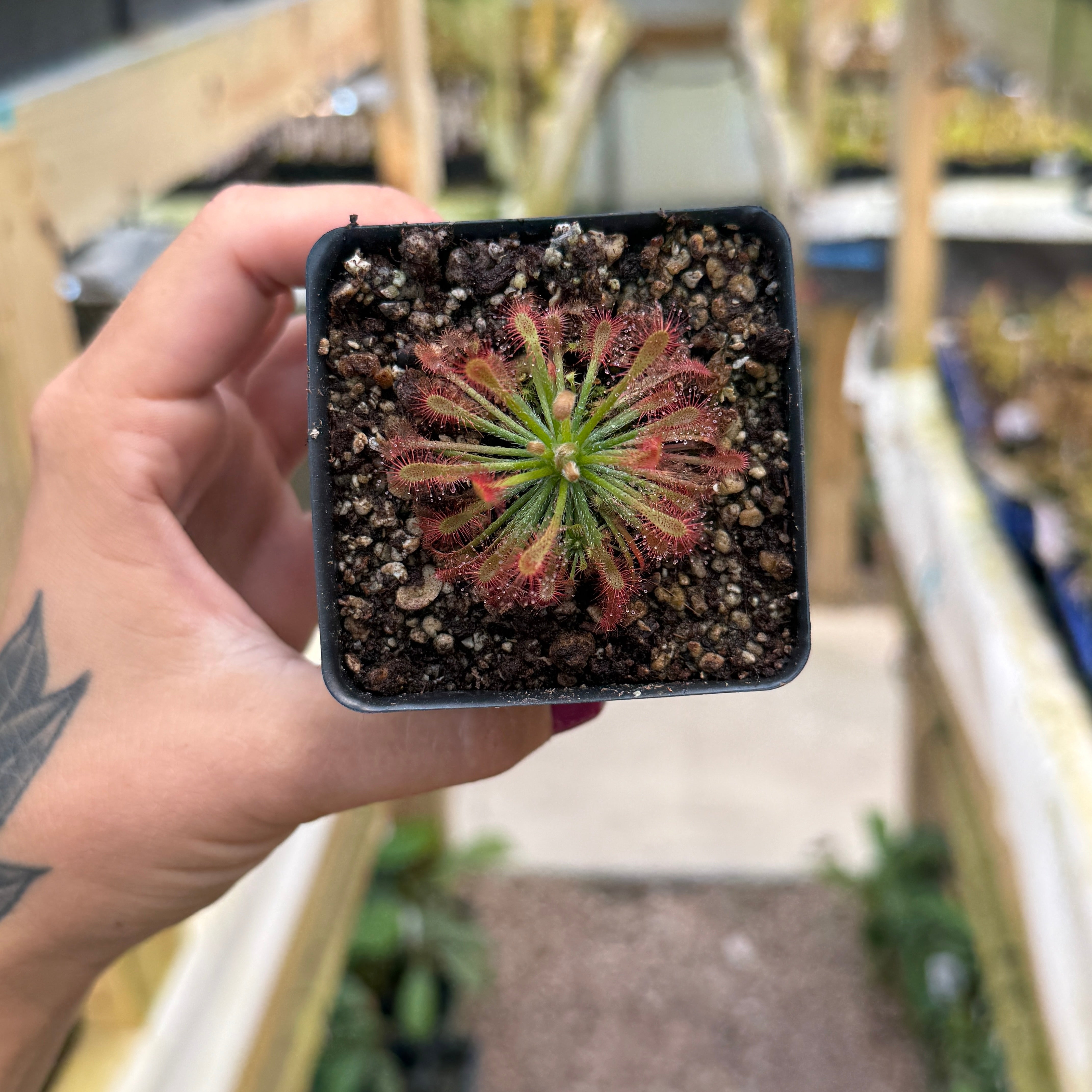 Carnivero | Carnivorous Plants for Everyone