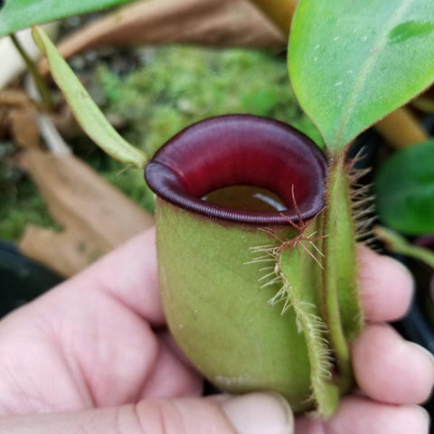 Nepenthes ampullaria GBRL x Hot Lips plant showing green pitcher with maroon rim and fleshy leaves
