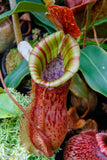 Nepenthes smilesii x {bellii x [(veitchii x maxima) x veitchii]}