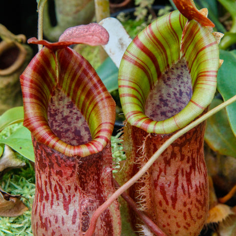 Two large Nepenthes smilesii x bellii x veitchii x veitchii pitchers with green and red striped rims and purple speckled interiors.
