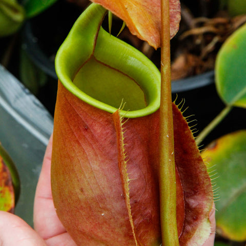 Nepenthes bicalcarata Events pitcher with orange red body and bright green throat held in hand.
