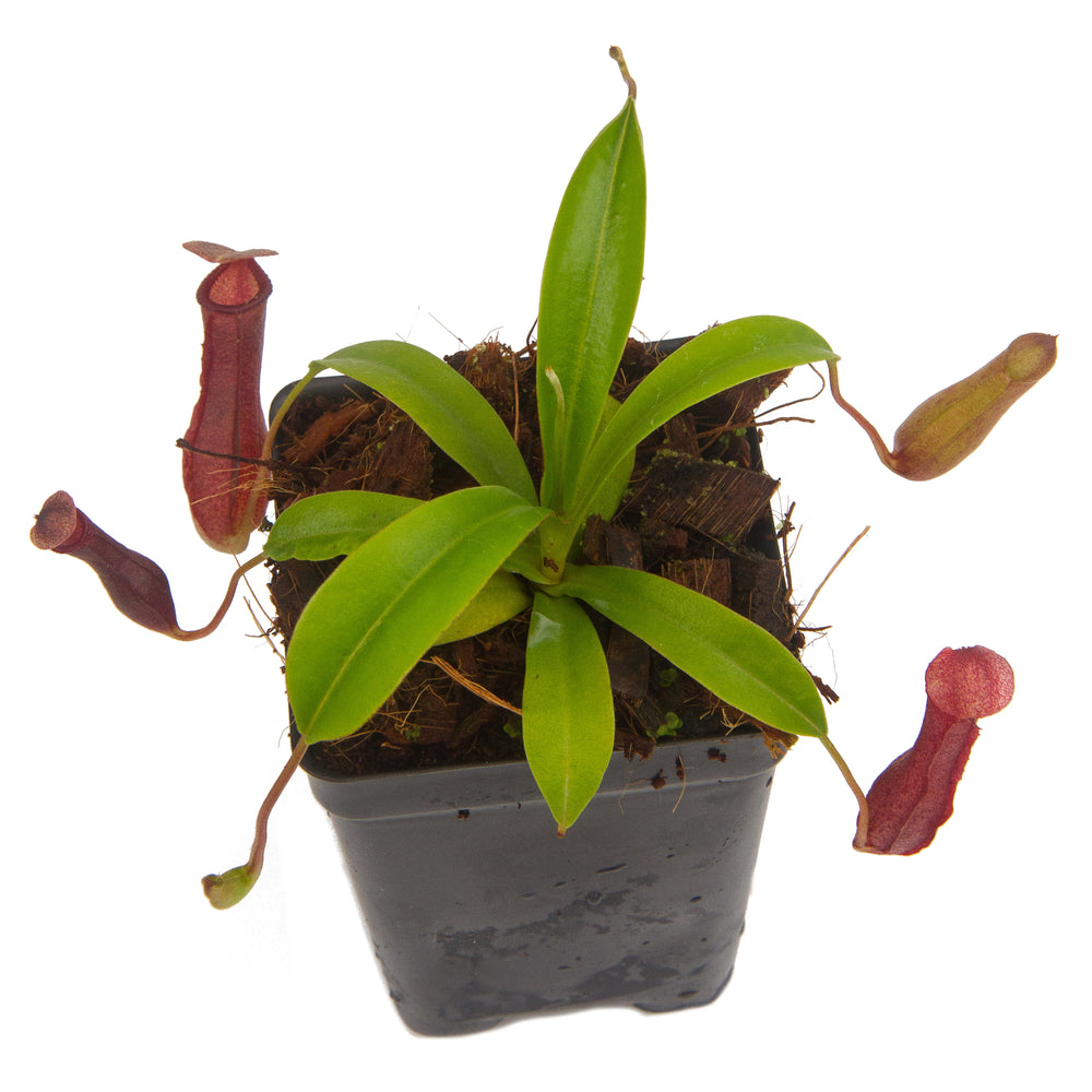 
                      
                        Indoor Beginner Carnivorous Plant Collection - FREE SHIPPING
                      
                    