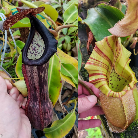 Nepenthes boschiana x veitchii Pink Dreams with a tall dark maroon pitcher left and a striped lime pitcher right.