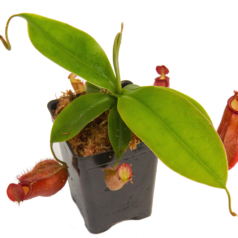 
                      
                        Indoor Beginner Carnivorous Plant Collection - FREE SHIPPING
                      
                    