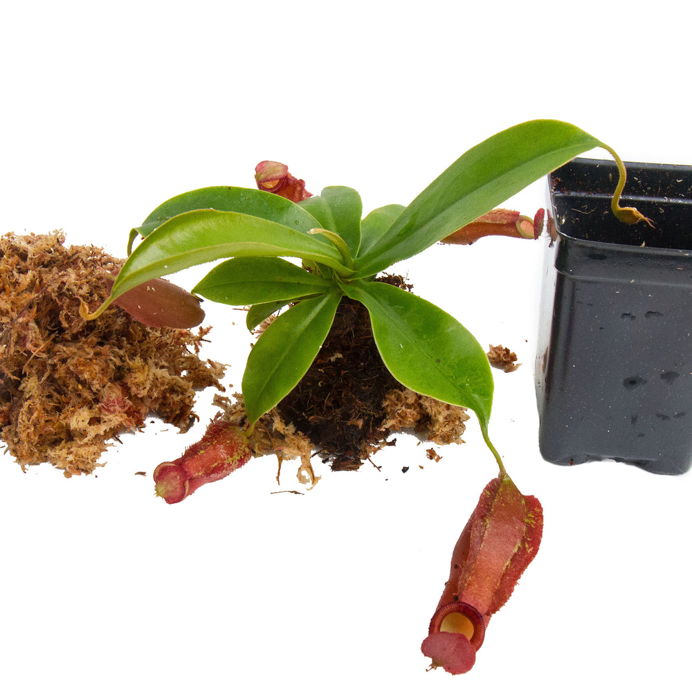 
                      
                        Indoor Beginner Carnivorous Plant Collection - FREE SHIPPING
                      
                    