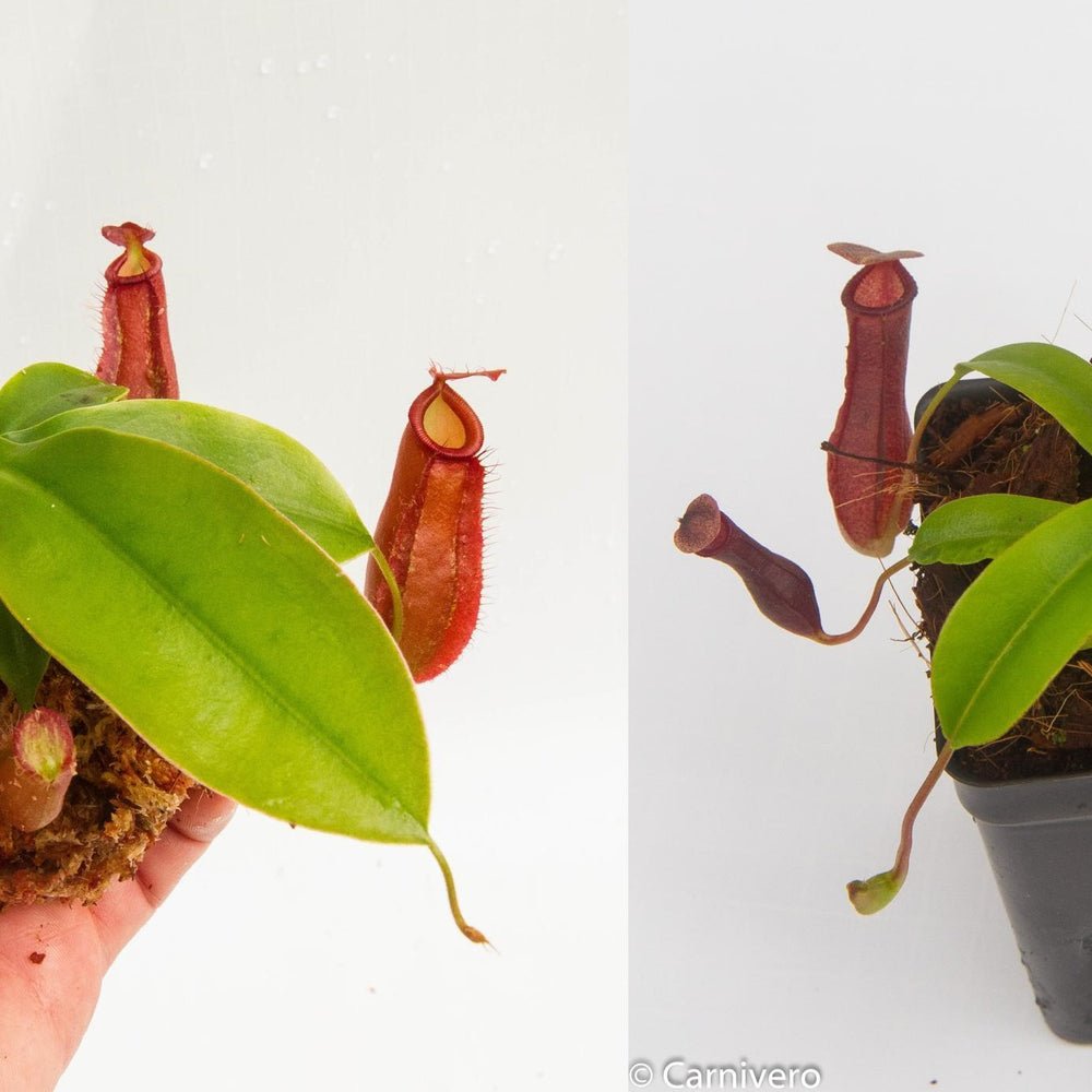 
                      
                        Nepenthes Starter Collection
                      
                    