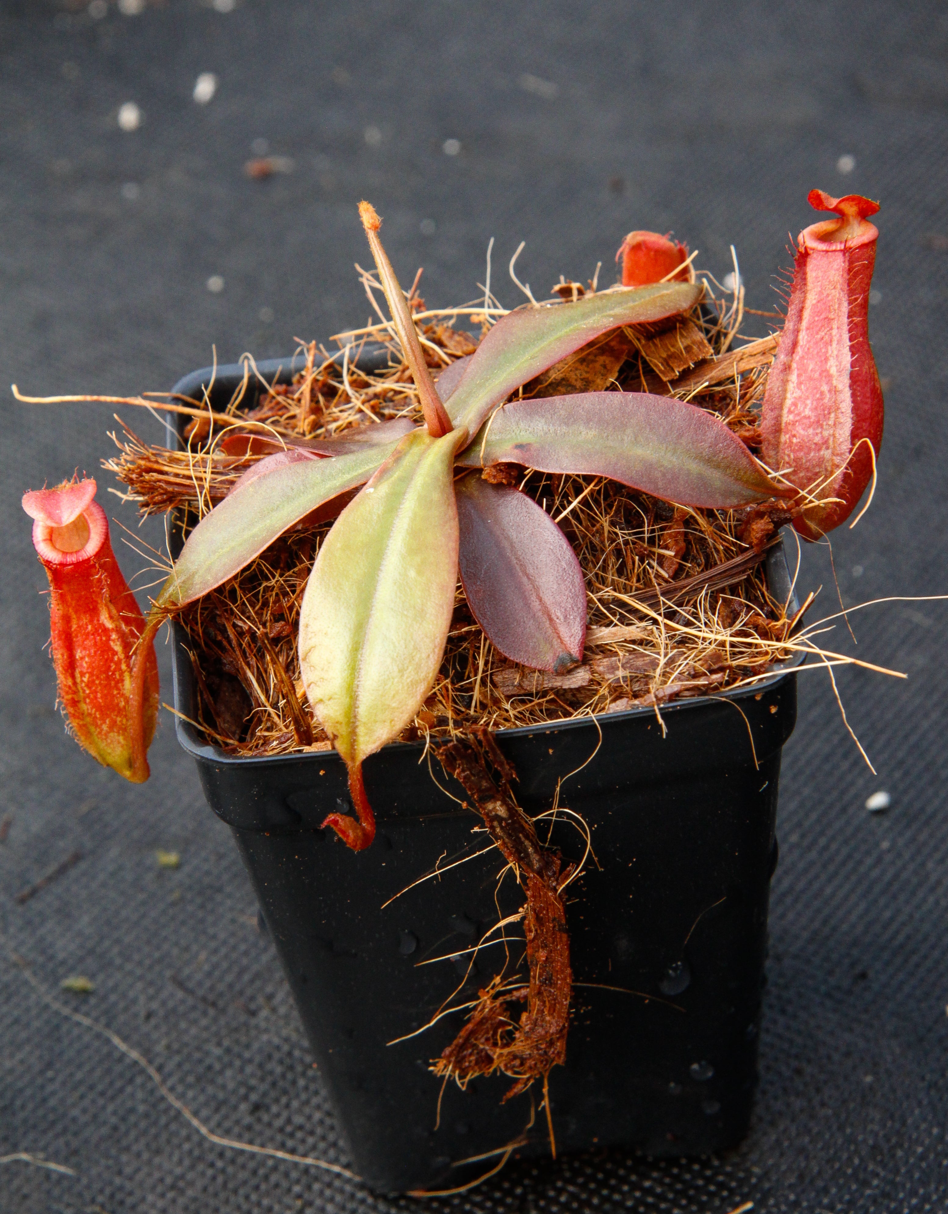 Nepenthes Lady Luck Wholesale – Carnivero