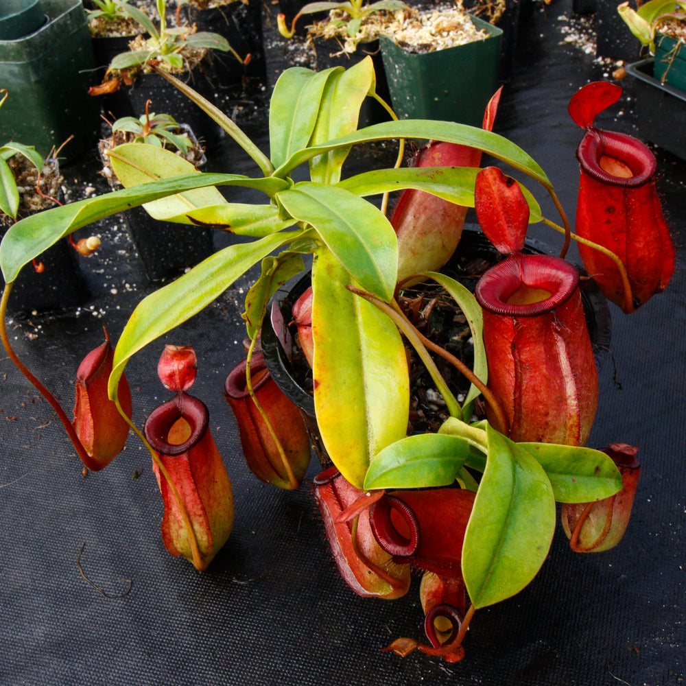 Nepenthes Lady Luck Wholesale