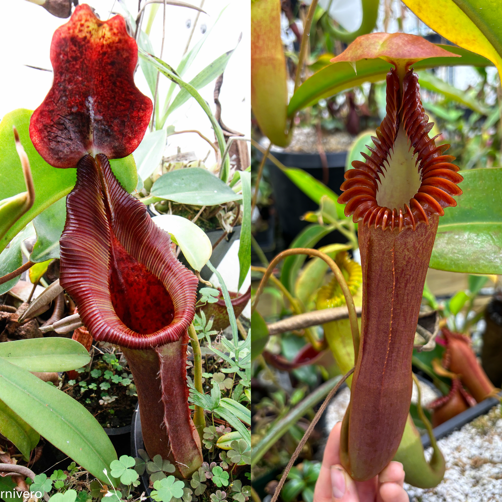 
                      
                        [W055] Nepenthes (lowii x truncata squat) x edwardsiana
                      
                    