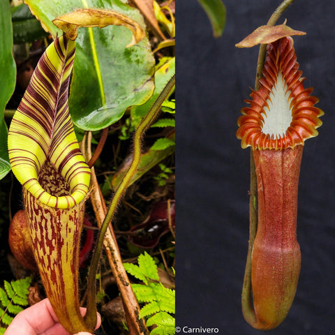 Two Nepenthes mollis x edwardsiana pitchers; left bright yellow with purple stripes, right red with white inner throat.