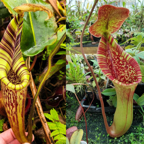 Collage of Nepenthes mollis x lowii x truncata Giant pitchers showing a yellow striped hanging pitcher and a large speckled red interior pitcher
