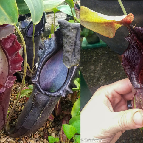 Nepenthes naga x ovata MT plant with deep burgundy pitcher traps and ruffled rims