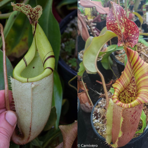 Side-by-side Nepenthes hybrids; left pale green pitcher with dark banded rim, right tall striped yellow red pitcher with a speckled hood.
