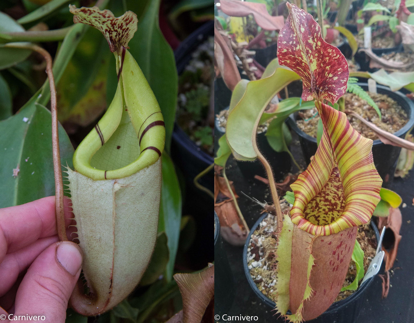 Nepenthes (veitchii HL x burbidgeae) x (eymae x veitchii)