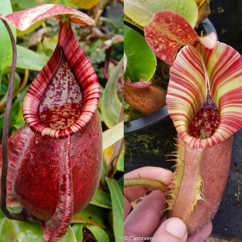 Two views of Nepenthes Viking x rafflesiana x veitchii The Wave showing red striped pitchers on the left and cream striped pitchers on the right