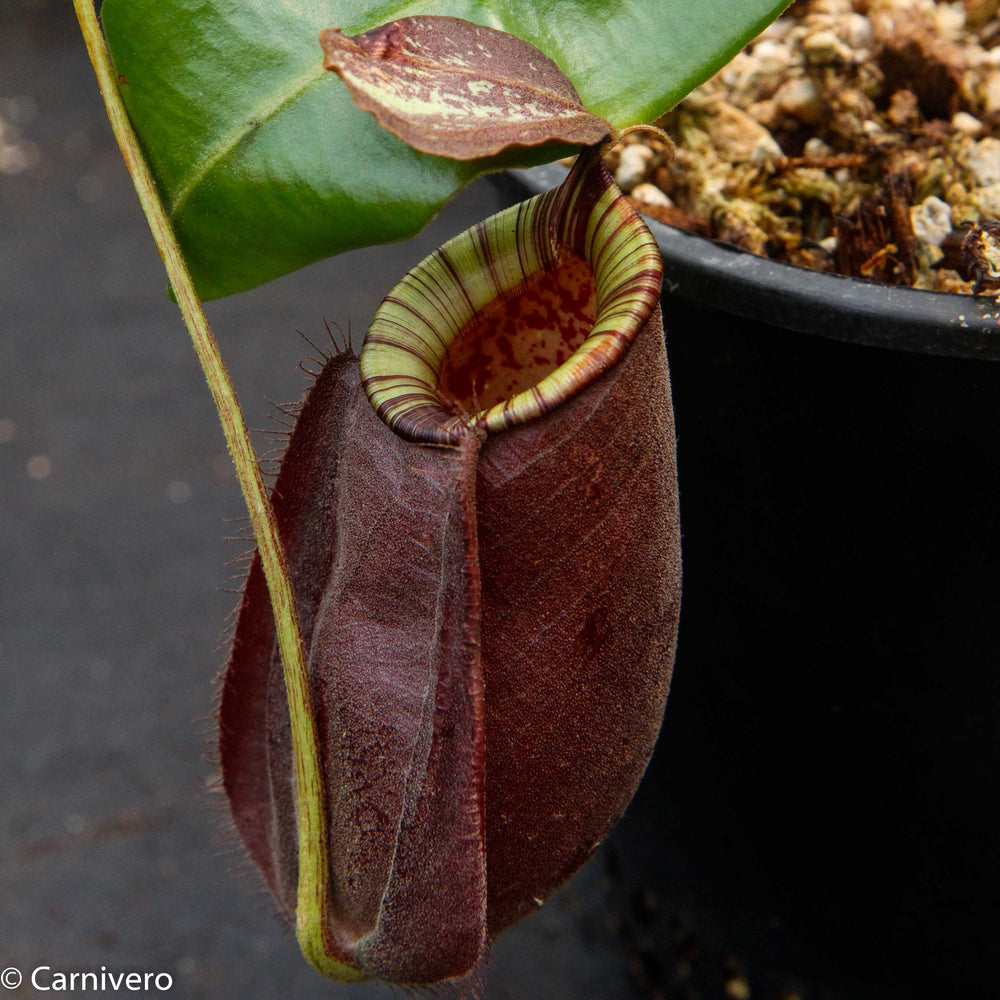 Nepenthes rafflesiana x ampullaria 'Black Miracle', CAR-0121 Wholesale