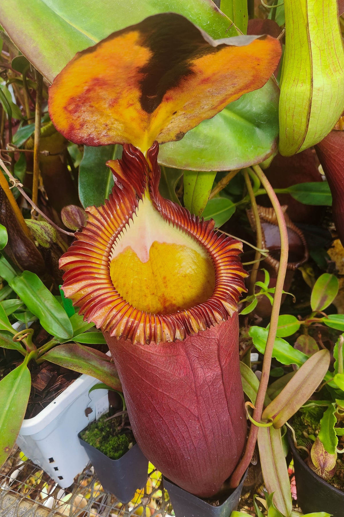 Nepenthes Rajah 10+ Nepenthes Rajah Photos Stock Photos, Pictures