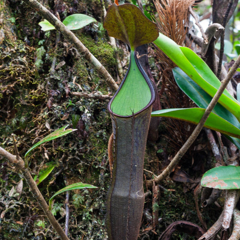Nepenthes ramispina carnivorous pitcher plant with a tall dark green to brown pitcher and bright green interior among moss and branches