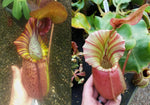 Nepenthes (spathulata x spectabilis) "BE Best" x veitchii "Cobra", CAR-0303 Wholesale