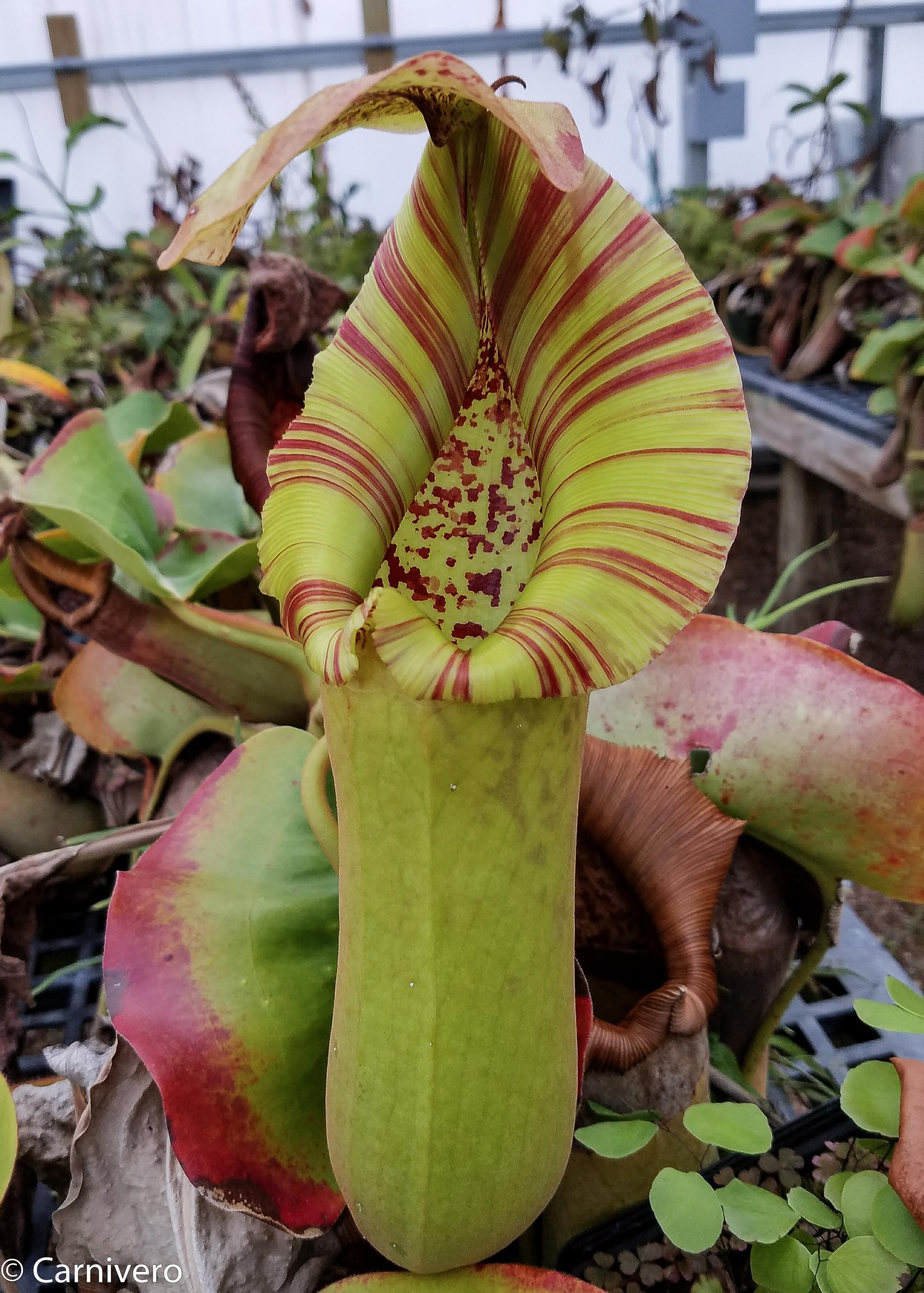 Nepenthes truncata (c) [(Giant F1) x A], CAR-0937 – Carnivero