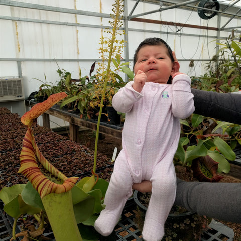 Nepenthes truncata plant with a tall flower stalk and a large yellow pitcher with orange stripes in a greenhouse; a baby in a pink onesie sits nearby for scale.