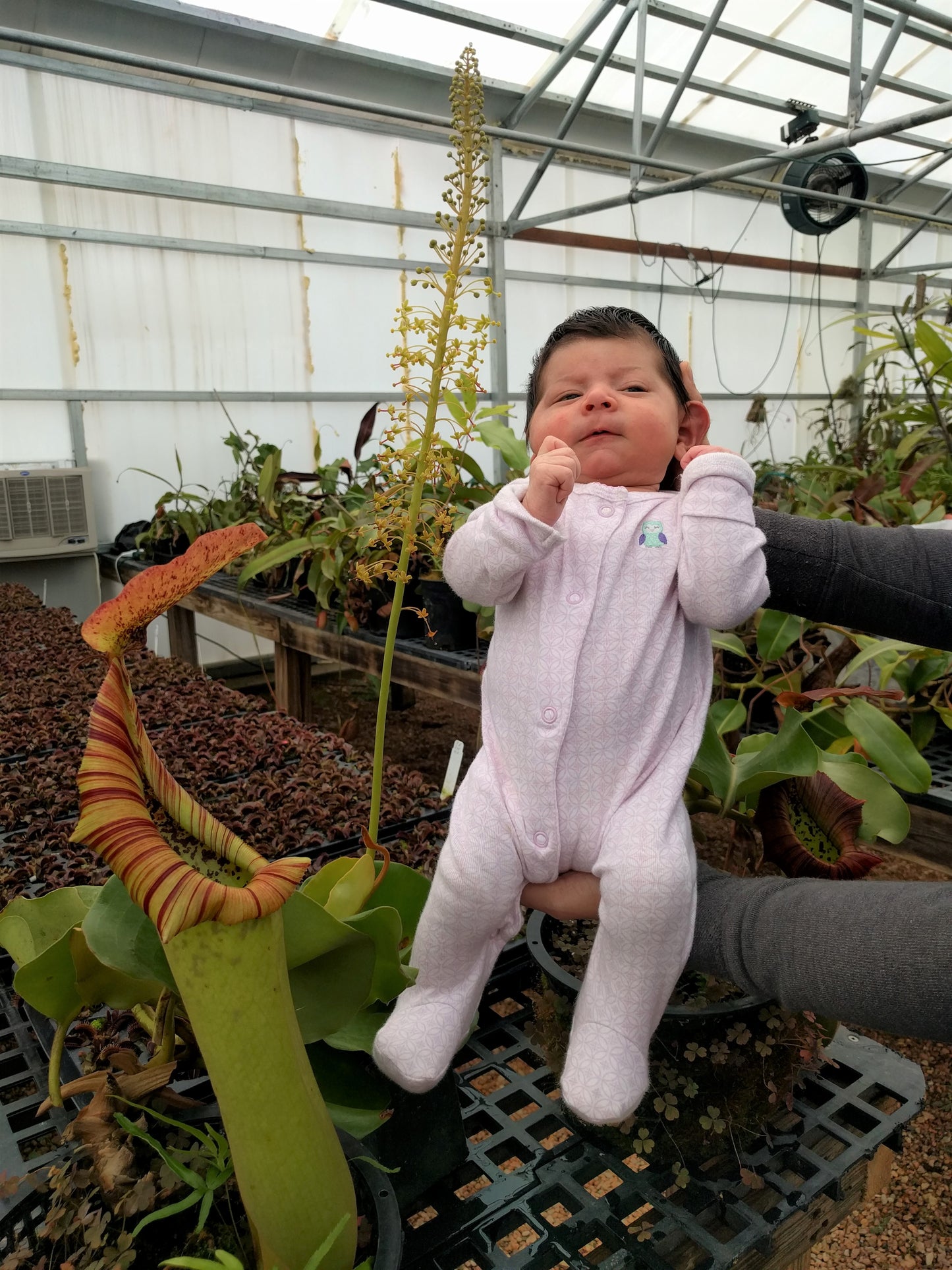 Nepenthes truncata (c) [(Giant F1) x A], CAR-0937