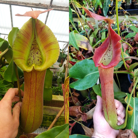 Two Nepenthes seed pods showing color variation left lime yellow pitcher with broad lip, right tall red pitcher with pink rim