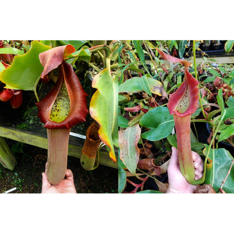 Nepenthes truncata seed pod with beige speckled pitcher and red ribbed peristome held by hand