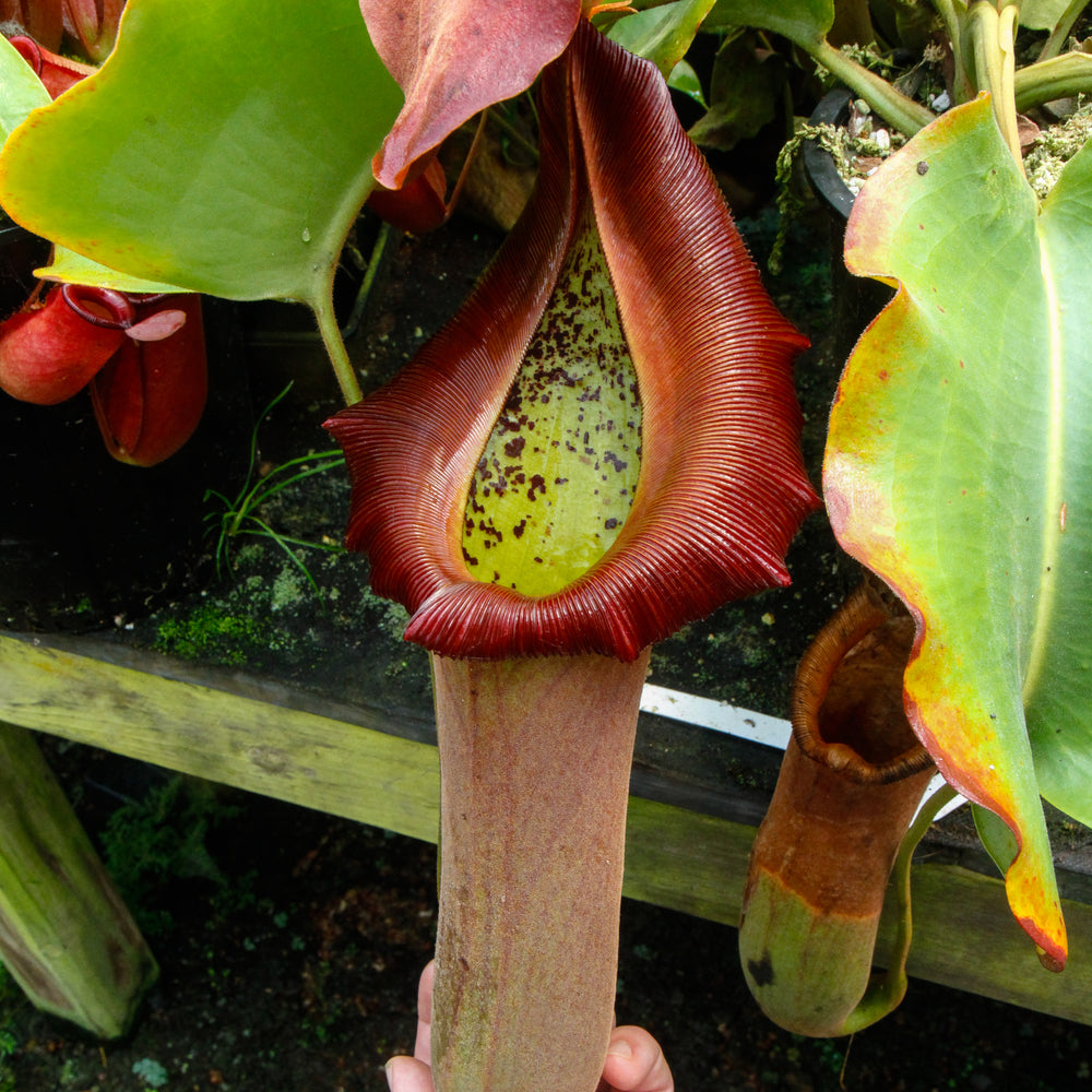 Nepenthes [truncata (d) Red Flush] F2-Seed Pod