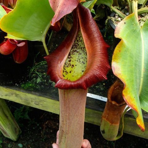Nepenthes truncata red flush seed pod pitcher held by hand in a greenhouse